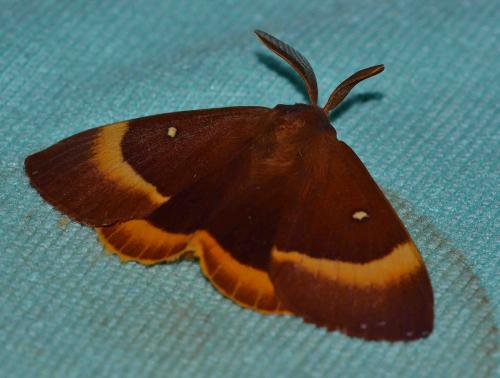 Réf. 265 079 : Lasiocampa quercus
